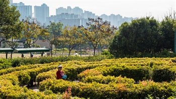 迷宮花園是由一系列以同心圓形式排列的矮樹籬組成。這個花園的靈感來自樹籬迷宮；而樹籬迷宮則源自歐洲中古時代的結紋花園 (knot garden)（即以幾何結花式佈置的樹籬所形成的花園）。這些幾近人高的灌木，如漣漪般層層相繼，為公園加添了迷宮般的絞腦設施 。